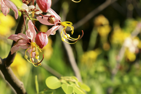 Pink flowers for background decoration.