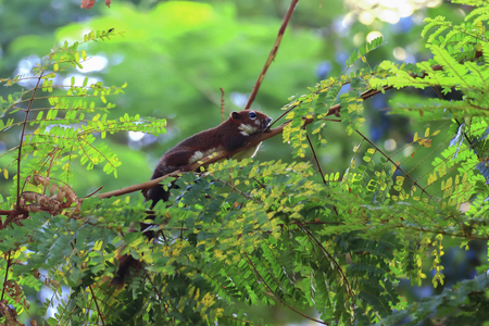 Squirrel on the tree in Thailand nature.