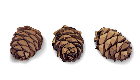 Cone icons set for your design. Pinecone. Pine cone. Fir-cone. Fir cone. Realistic vector illustration isolated on white backgroundのイラスト素材