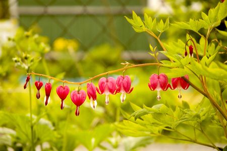 brunch of pink fuchsia in a gardenの写真素材