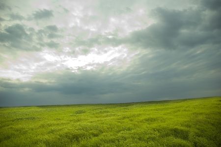 green field with wheat 