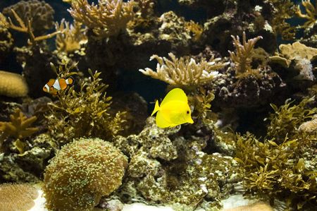 view of corals and aquarium fishes