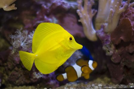 aquarium fishes and corals. zebrasoma and anemonefish