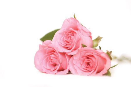 beautiful flowers on the white backgroundの写真素材