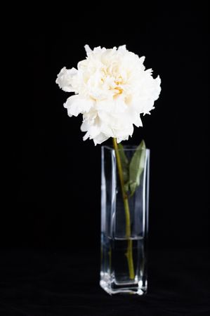 white peony on the black backgroundの写真素材