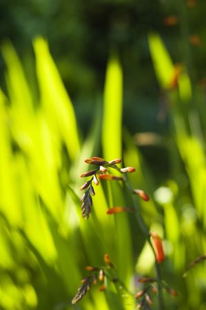 green lush grass out of focusの写真素材