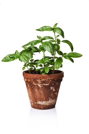 fresh green basil in old rustic clay potの写真素材