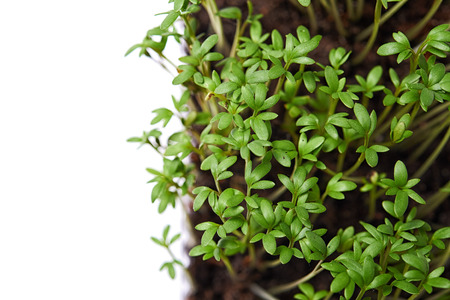 cress in box isolated on white backgroundの写真素材