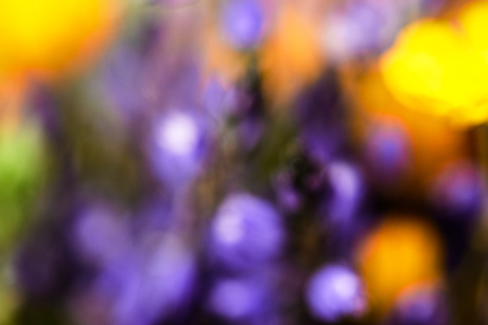 abstract background, yellow and violet flowers out of focusの写真素材