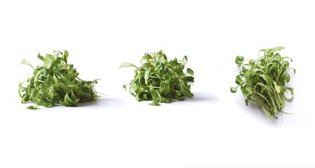coriander micro green isolated on white backgroundの写真素材