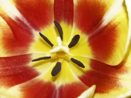 Colorful red-yellow tulip flowerの写真素材