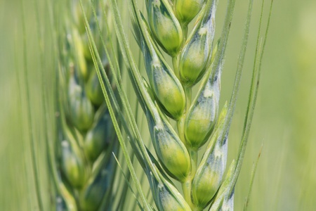 close-up of wheatの写真素材