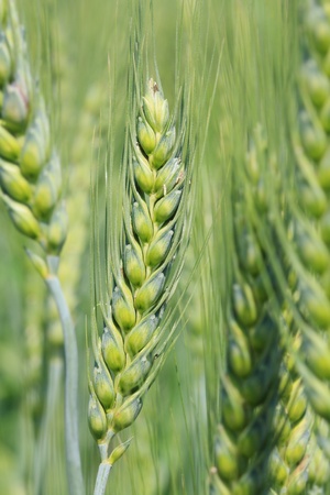 close-up of wheatの写真素材
