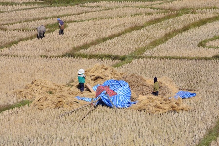 farmer in rice filed for harvest timeの写真素材