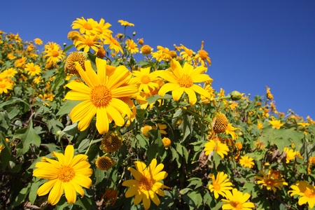 Mexican Sunflowerの写真素材