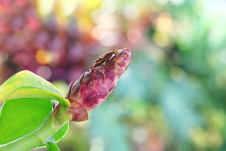 Dry flowerの写真素材