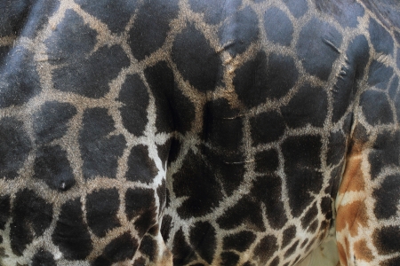 Giraffe skin, texture backgroundの写真素材