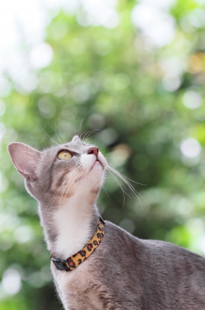 Portrait of gray catの写真素材