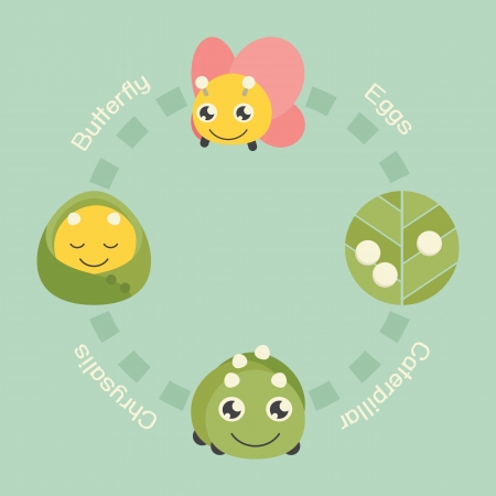 Butterfly life cycle, vectorのイラスト素材