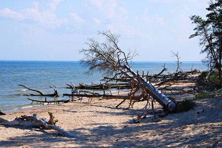 Cold waters of the Gulf of Riga and wildlife along the extreme coast.の写真素材