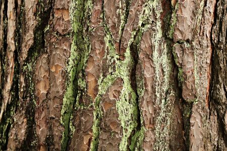 Embossed thick bark on the trunk of a tall old pine in the forest.の写真素材
