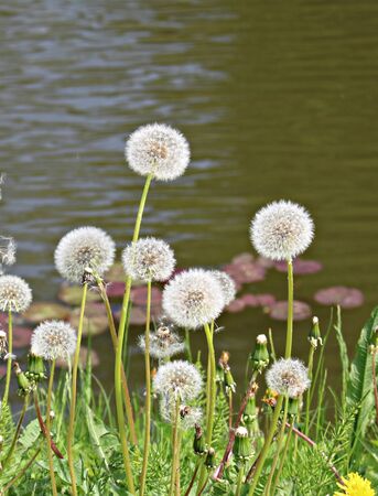 White delicate dandelion flower head after flowering on a green field in spring.の写真素材