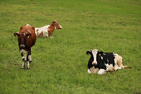 Domestic cows are resting in a green meadow on a warm sunny day.