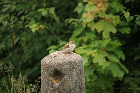 Gray sparrow sits on a stone column against a background of green thickets.の写真素材