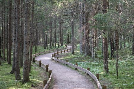 Special paths for walking through the forest at any time of the year.