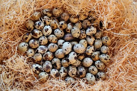 Chicken and quail eggs as a tradition for people to celebrate Easter.の写真素材