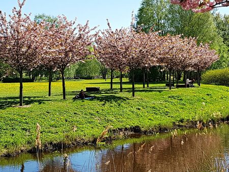 Sakura trees with lots of white-pink flowers in Riga park. Latvia, May 2019.のeditorial素材