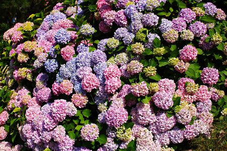 Large and beautiful flowers of blue and pink color grow on hydrangea bushes.