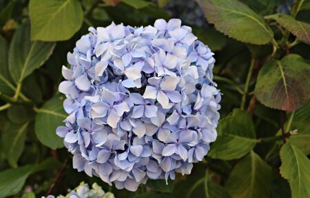 Large and beautiful flowers of blue color grow on hydrangea bushes on a summer day.