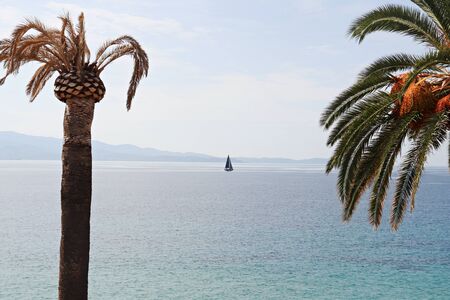 Panorama overlooking the sea bay between palm trees and a yacht on the horizon.