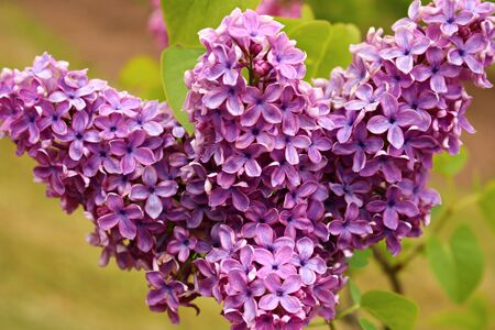An unusually beautifully flowering lilac Syringa on a cloudy May dayの写真素材