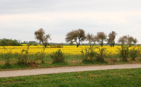 Rapeseed flowering yellow field by the road on a cloudy spring day.