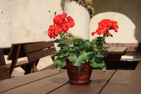 Red Geranium flowers in a pot stand on a wooden table in the village.の写真素材