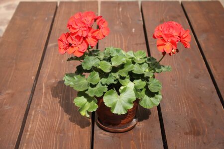 Red Geranium flowers in a pot stand on a wooden table in the village