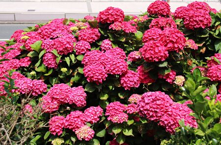 Very beautiful and large red flowers grow on hydrangea bushes in the summer season.