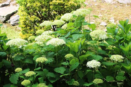 Large white flowers grow on hydrangea bushes on a sunny summer day.