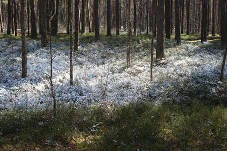 Forest landscape with the first fluffy snow on dry grass in autumn days