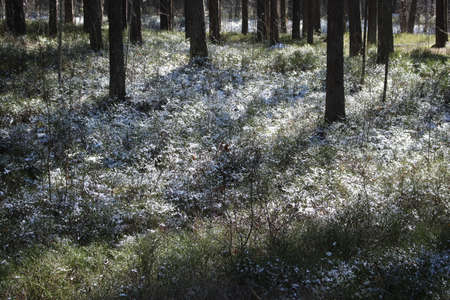 Forest landscape with the first fluffy snow on dry grass in autumn days