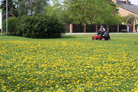 Lawn mower is used to cut a lawn on which dandelions grow in a Latvian village on May 17, 2019.のeditorial素材