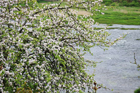 Apple tree blossoming with many white flowers in spring on the river bankの写真素材