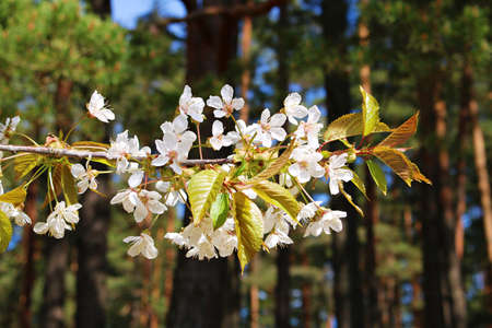 Delicate white flowers on tree branches in a rustic garden in spring.の写真素材