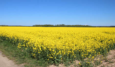 Blooming rapeseed field with a bright yellow inflorescence against a cloudless blue sky.