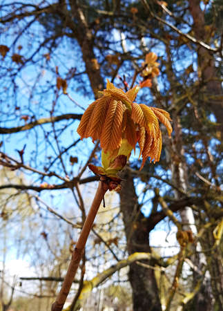 Young leaves on the branches of chestnut trees appear on warm spring days.