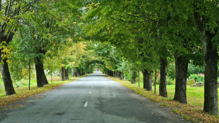 Beautiful country road between the trees forming a tunnel of green branches that are joined together