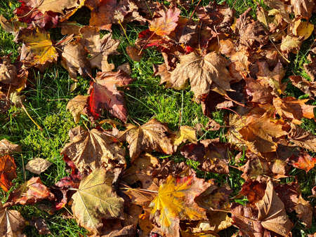 Beautiful and varied yellow leaf colors on trees and bushes in autumn