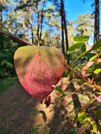 Beautiful and varied yellow leaf colors on trees and bushes in autumn